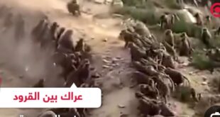السعودية.. “ضيف غير متوقع” في الحمام يثير رعب مواطن في منطقة عنيزة…..